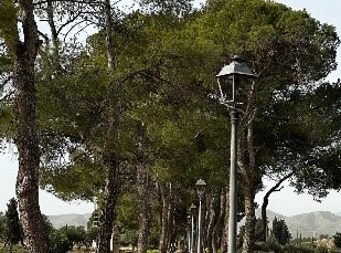 Reforestación en Hellín: 110 pinos carrascos sembrados en un antiguo vertedero con apoyo educativo