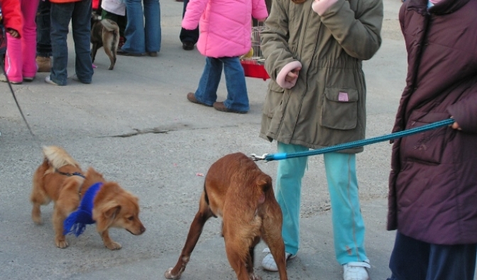 La nueva ordenanza de animales de La Roda sancionará a los que no recojan los excrementos  y a los que abandonen o maltraten a sus mascotas