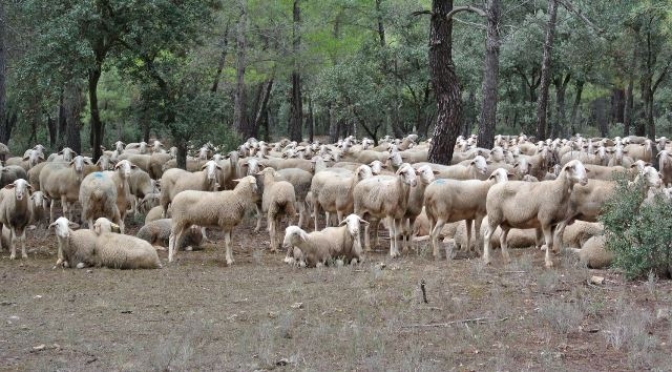 Premio sobre ganado ovino manchego para investigadores de Castilla-La Mancha