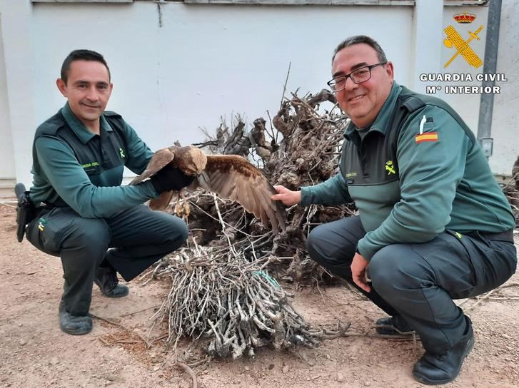La Guardia Civil de Montealegre recupera un ejemplar de aguilucho lagunero y otro de búho real