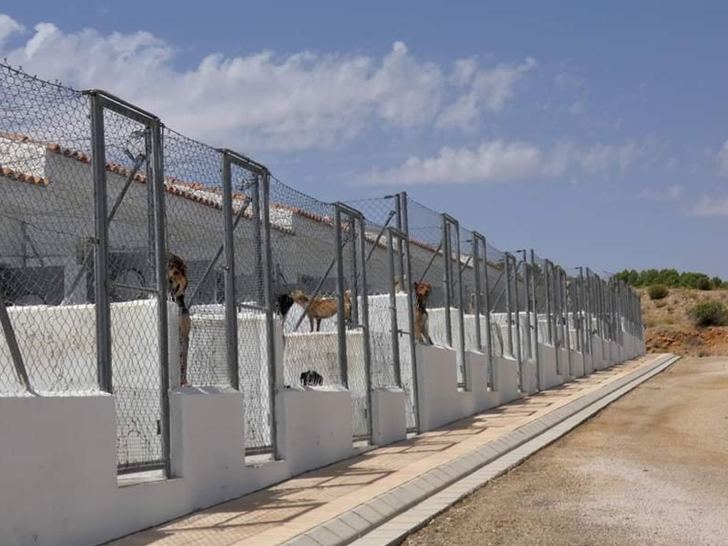 El centro provincial de Albacete recoge una decena de perros durante el Estado de Alarma