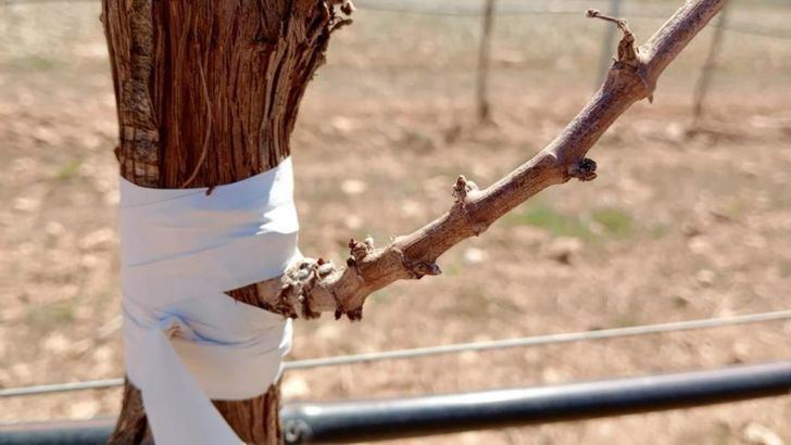 UPA emite 'un grito de alarma' por la sequía que atraviesa el sur de Albacete y exige medidas 'inmediatas'