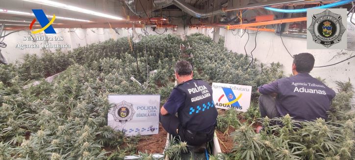 Detenidas 11 personas y requisadas 6.674 plantas de marihuana tras desmantelar 3 plantaciones en Guadalajara