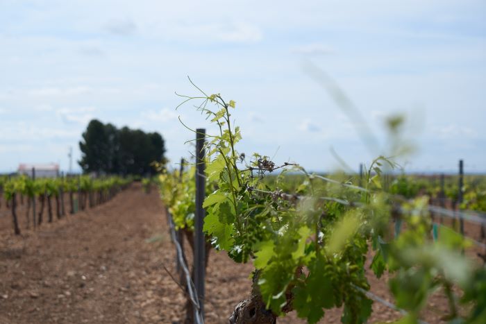 Agricultura autoriza plantar 1.407 nuevas hectáreas de viñedo en 2023 y C-LM es la región con mayor superficie con 689