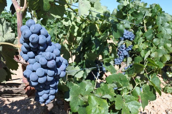 2,7 millones de euros en pagos de reestructuración de viñedos para agricultores de la provincia de Albacete