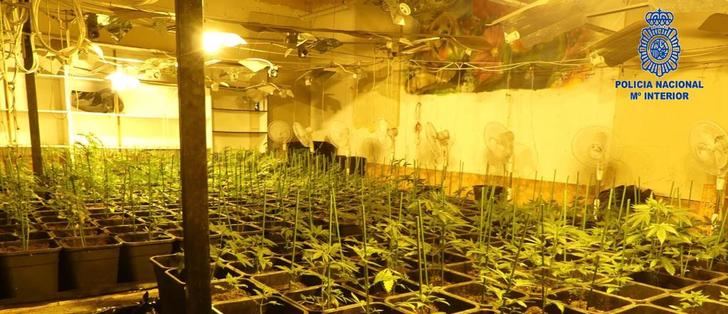  La Policía Nacional de Hellín detiene a los siete integrantes de una organización criminal dedicada al tráfico de "Cannabis"