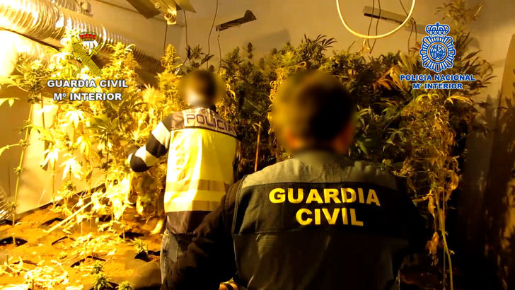 La Guardia Civil y la Policía Nacional de Albacete desmantelan un centro intensivo de producción de cannabis