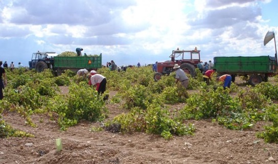 Los agricultores de Hellín esperan la evolución del Estado de Alarma para reorganizar las labores de recolección