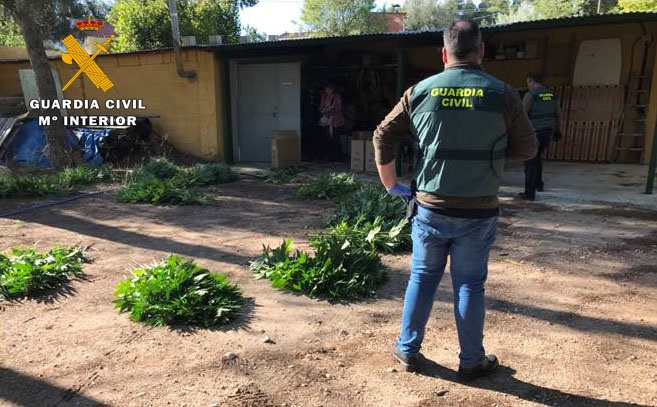 Cuatro vecinos de Almansa detenidos por la Guardia Civil por cultivar marihuana y tener 6.000 dosis para su venta