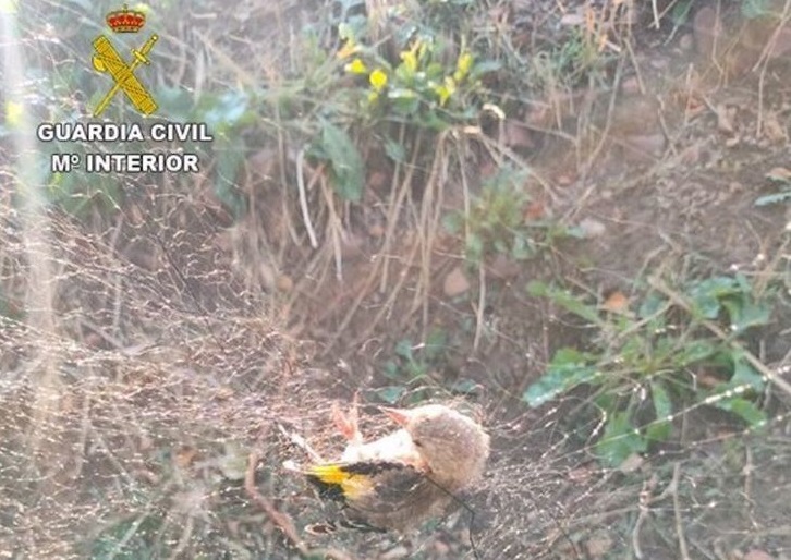 Identifican a hombre de 47 años por caza ilegal de aves fringílidas en Ciudad Real