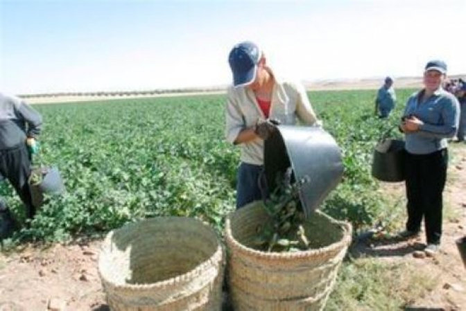 26.000 personas trabajarán durante la vendimia de este año en Castilla-La Mancha