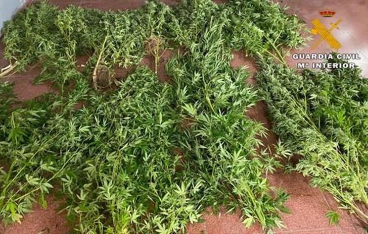 Detenido por cultivar plantas de marihuana en una parcela junto a su casa de Socovos (Albacete)