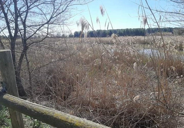 La poca diligencia con las plagas de mosquitos enfadan a los vecinos y visitantes de la zona del canal de María Cristina