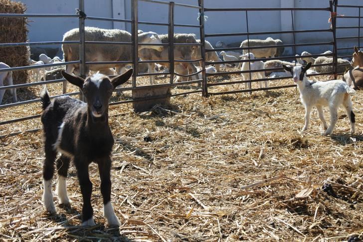 Agricultores y ganaderos de Castilla-La Mancha reciben 11,5 millones de euros de ayudas