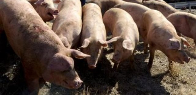 Alpera y Ayora también están en contra de la instalación de 4 macro granjas con 28.800 cerdos