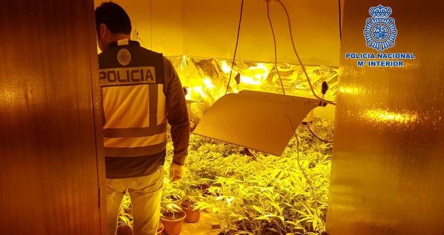 Desmantelan una plantación de marihuana en el centro de Talavera de la Reina