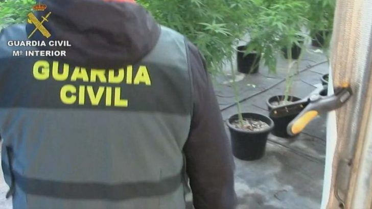 10 detenidos y 9.000 plantas de marihuana han sido incautadas en varios pueblos de Toledo