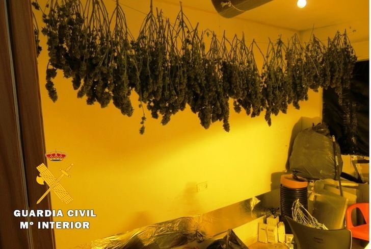 Tres detenidos y otros tantos investigados por dos cultivos 'indoor' de marihuana en Albatana y Ontur (Albacete)