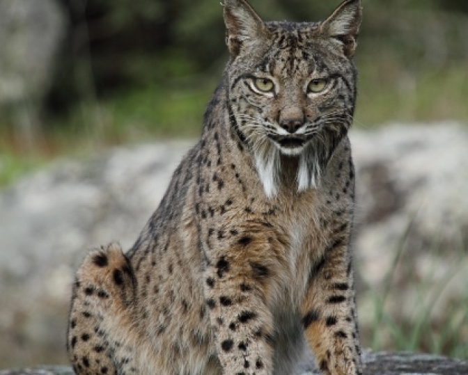 CLM, satisfecha con el programa de reintroducción de lince ibérico, con más de 582 ejemplares asentados