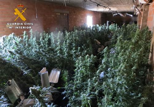 Detenidas 3 personas y desmantelado un centro de producción de cannabis en Minateda (Hellín)