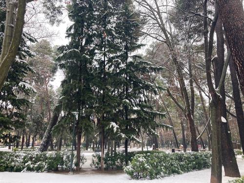 Albacete mantiene cerrados cinco parques ante el riesgo de rotura de ramas o caídas de hielo