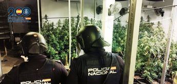 La Operación 'Calatea' se salda con siete detenidos y 311 plantas y 81 kilos de marihuana incautados en Albacete