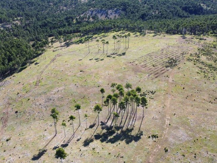 La Junta invertirá 442.000 euros en la recuperación de 107 hectáreas de monte afectadas por los incendios en 2009