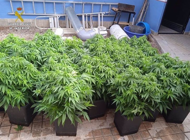 Desmantelados tres puntos de cultivo y venta de marihuana en Tomelloso y Socuéllamos y tres detenidos