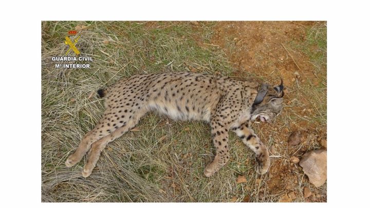 Cazador investigado por muerte accidental del lince Salteado