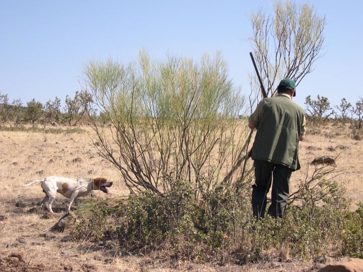 Castilla-La Mancha abre el plazo para solicitar permisos de caza en nueve cotos sociales hasta enero de 2025