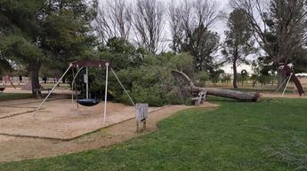 La borrasca Herminia causa estragos en los parques de Albacete: se retiran árboles y se cierran áreas por seguridad