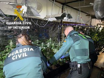 Operativo en Cuenca revela sistema eléctrico alterado en cultivo de cannabis sativa