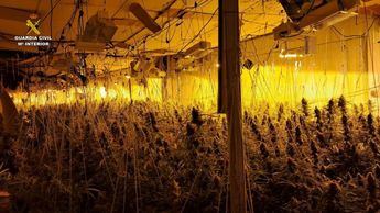 La Guardia Civil desmantela una plantación de marihuana indoor en Almonacid de Zorita con más de 1.000 plantas