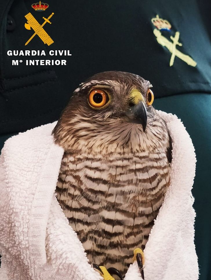 La Guardia Civil recupera un ejemplar de gavilán común herido, en Peñas de San Pedro (Albacete)