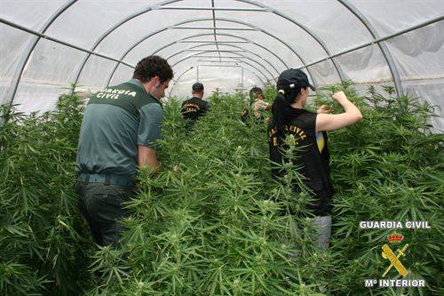 Imagen de archivo de una plantación de marihuana.