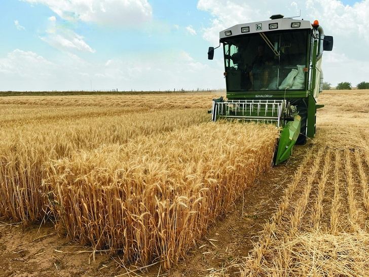 El ITAP de la Diputación de Albacete participa en el proyecto de investigación supra autonómico Climsostrigo