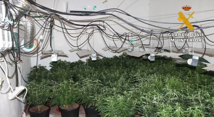 La Guardia Civil de Hellín detiene a dos personas que cultivaban marihuana en una casa deshabitada de Albatana (Albacete)