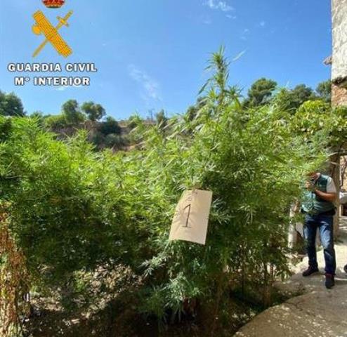 Detenidas dos personas de Letur (Albacete), de 54 y 27 años, que tenían un huerto de marihuana