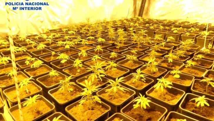 Siete detenidos por cultivar 720 plantas de marihuana en Ontígola (Toledo)