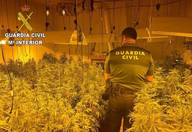 Desmantelada una nueva plantación de marihuana en San Martín de Pusa y detenido un joven de 24 años