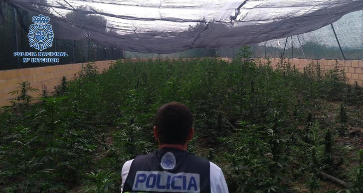 La Policía incauta 2.900 plantas de marihuana en la comarca de Talavera tras desmantelar dos plantaciones