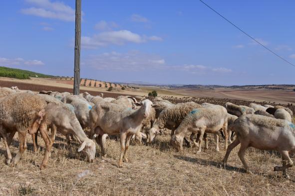 Ganaderos y agricultores de Castilla-La Mancha recibirán cerca de 20 millones de euros de ayudas de la PAC 