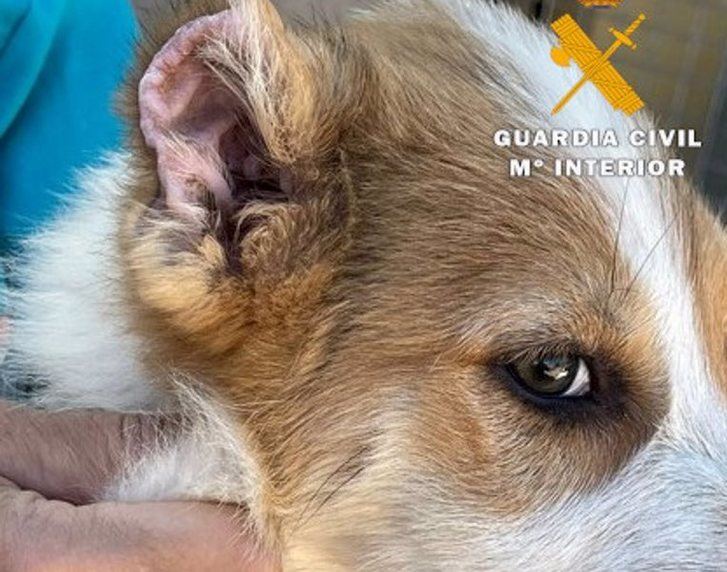 Detenido un vecino de Caudete (Albacete) de 43 años por mutilar las orejas y rabos a tres cachorros de perro