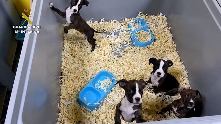 5 detenidos en Toledo de una red dedicada a la venta de cachorros de perro enfermos
