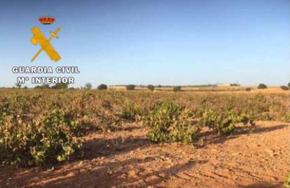 La Guardia Civil recupera 24.000 kilos de uva en una finca de Mahora (Albacete)