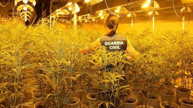 La Guardia Civil detiene a siete personas en Toledo con 3.080 plantas y 40 kilos de marihuana