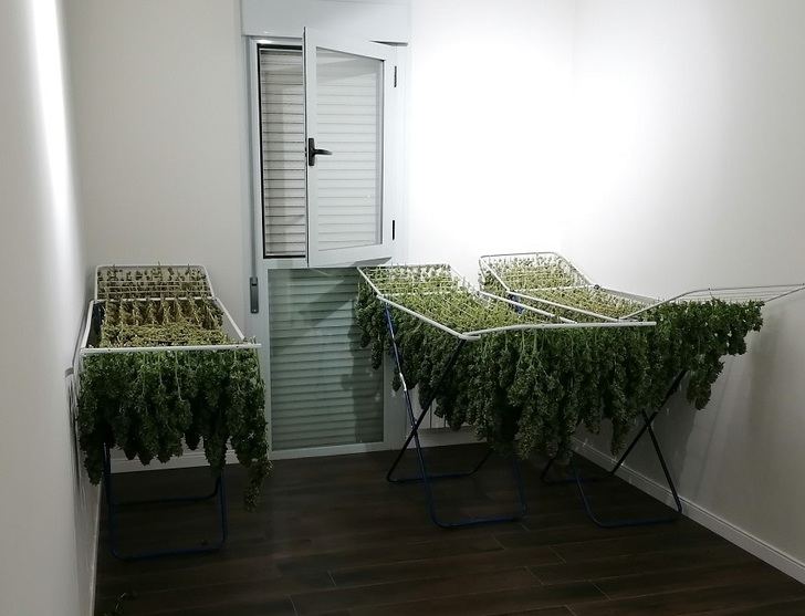 Cuatro detenidos en Tomelloso y 31 kilos de marihuana incautados en tres viviendas de Tomelloso (Ciudad Real)