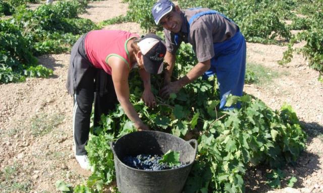 La Junta señala la subida del Salario Mínimo puede tener impacto negativo en sector agrario de Castilla-La Mancha