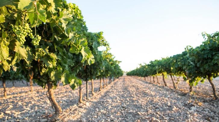 683 viticultores se beneficiarán de las ayudas de la Junta de Castilla-La Mancha para reestructuración de viñedos