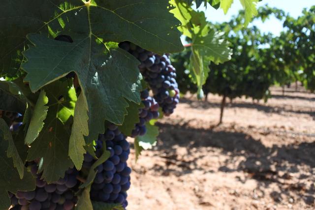 46 millones de euros de ayudas de la Junta para reestructuración de viñedo en Castilla-La Mancha, que llegarán a 2.066 agricultores